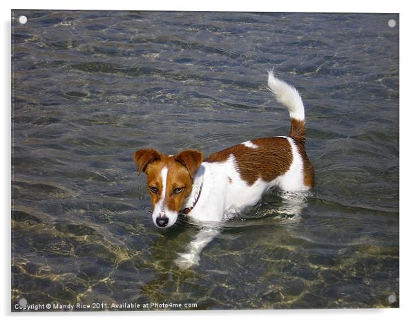 Jack Russell dog in the sea Acrylic by Mandy Rice