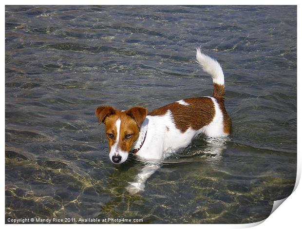 Jack Russell dog in the sea Print by Mandy Rice