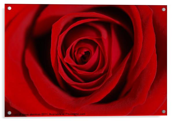 Old Enlish Red Rose Acrylic by steve akerman