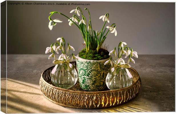 Snowdrops Canvas Print by Alison Chambers