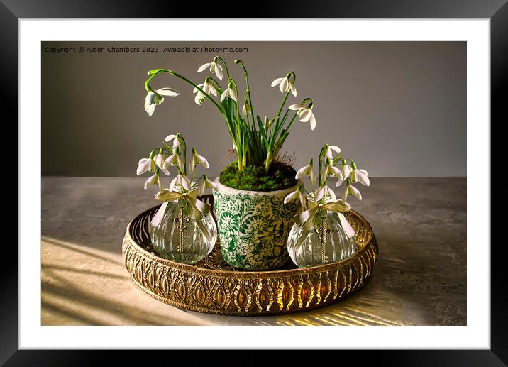 Snowdrops Framed Mounted Print by Alison Chambers