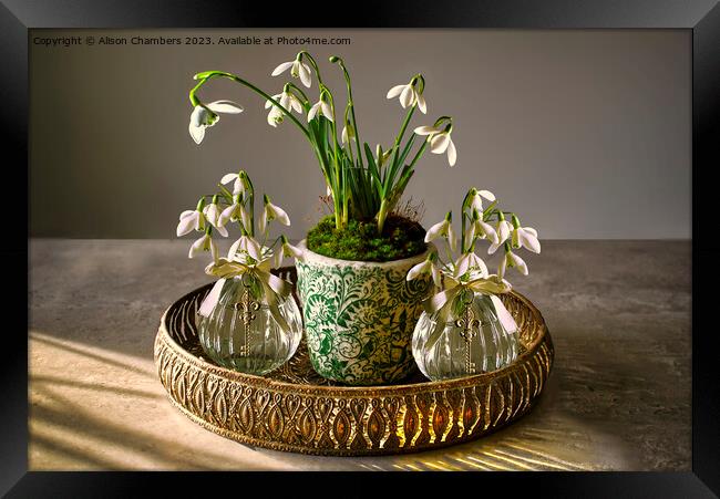 Snowdrops Framed Print by Alison Chambers