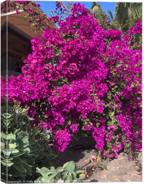 Vibrant Bougainvillea: Nature's Bursting Canvas Canvas Print by Holly Burgess