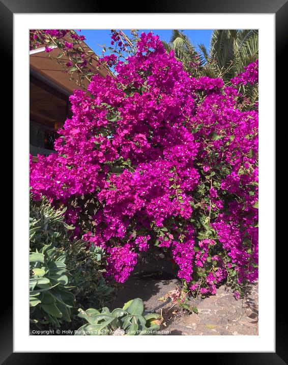 Vibrant Bougainvillea: Nature's Bursting Canvas Framed Mounted Print by Holly Burgess