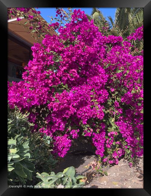 Vibrant Bougainvillea: Nature's Bursting Canvas Framed Print by Holly Burgess