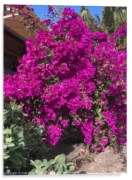 Vibrant Bougainvillea: Nature's Bursting Canvas Acrylic by Holly Burgess