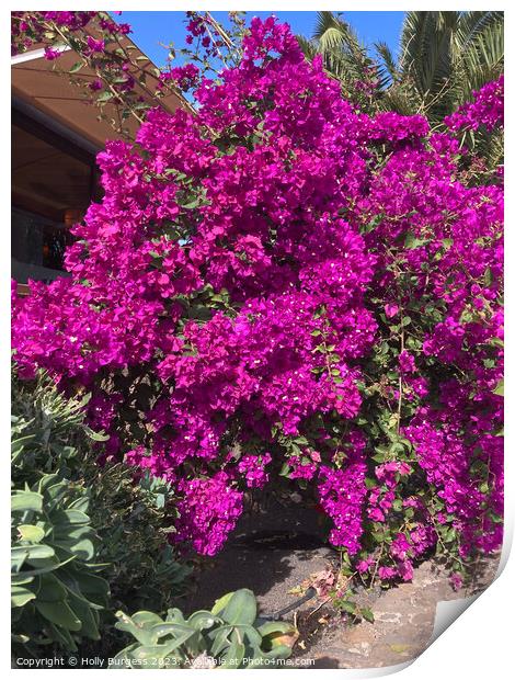 Vibrant Bougainvillea: Nature's Bursting Canvas Print by Holly Burgess