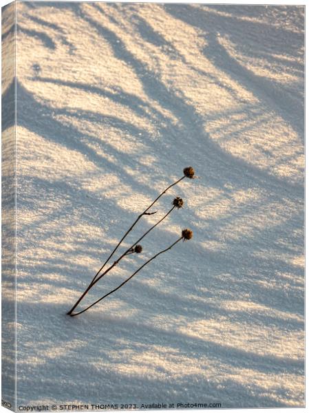 Weed in the Snow Canvas Print by STEPHEN THOMAS