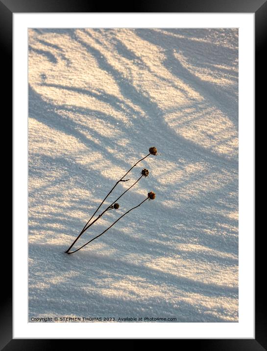 Weed in the Snow Framed Mounted Print by STEPHEN THOMAS