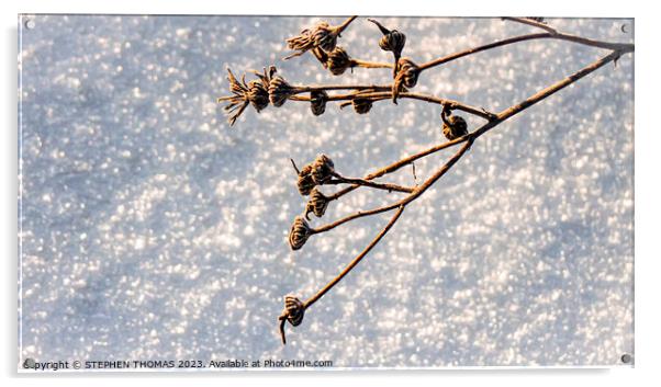 Hanging Over The Snow Acrylic by STEPHEN THOMAS