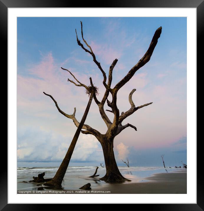 The Nest II Framed Mounted Print by DiFigiano Photography