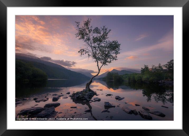 The Lone Tree Framed Mounted Print by Neil Edwards