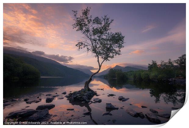 The Lone Tree Print by Neil Edwards