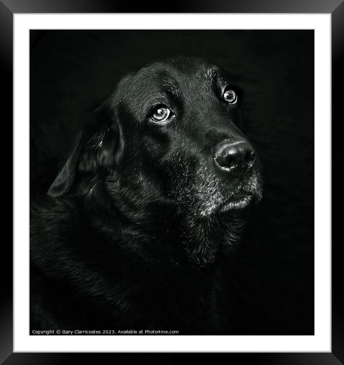 Black Labrador Framed Mounted Print by Gary Clarricoates