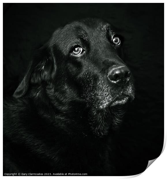 Black Labrador Print by Gary Clarricoates