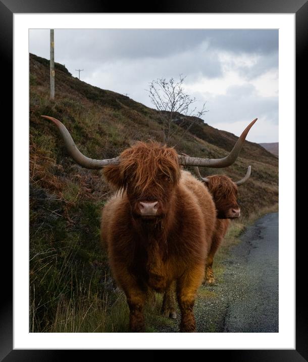 Highland Cow Framed Mounted Print by Emma Dickson