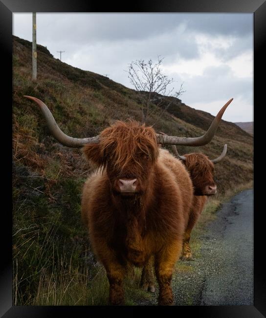 Highland Cow Framed Print by Emma Dickson