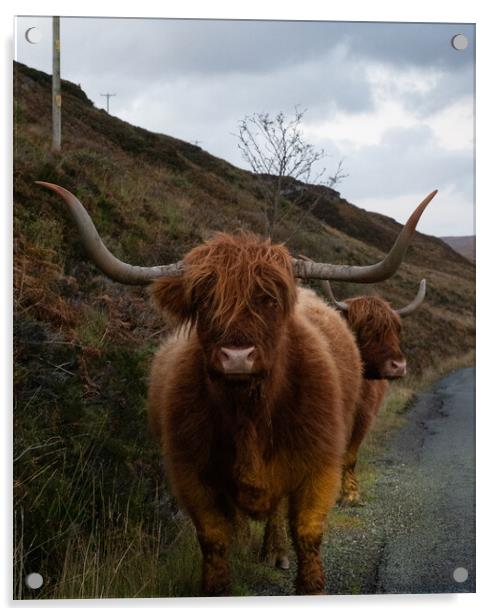Highland Cow Acrylic by Emma Dickson