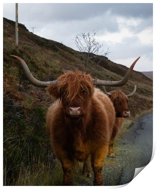 Highland Cow Print by Emma Dickson