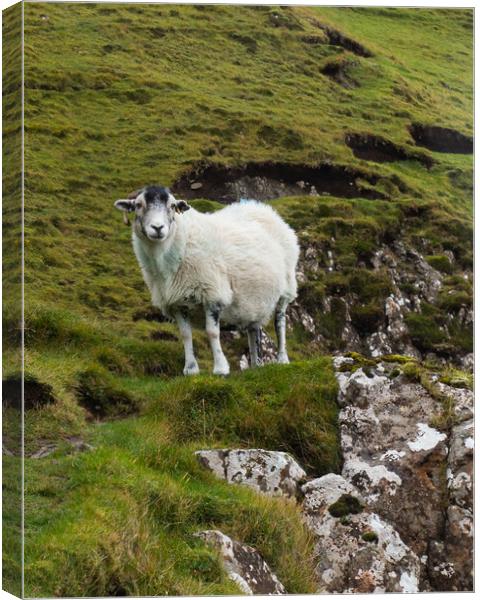 Sheep on the Isle of Skye Canvas Print by Emma Dickson