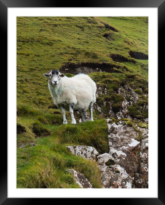 Sheep on the Isle of Skye Framed Mounted Print by Emma Dickson