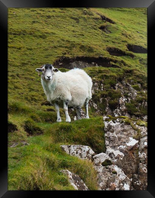 Sheep on the Isle of Skye Framed Print by Emma Dickson