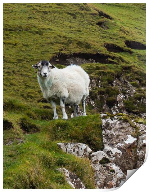 Sheep on the Isle of Skye Print by Emma Dickson