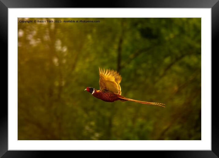 Flying pheasant in the sunlight Framed Mounted Print by Balázs Tóth