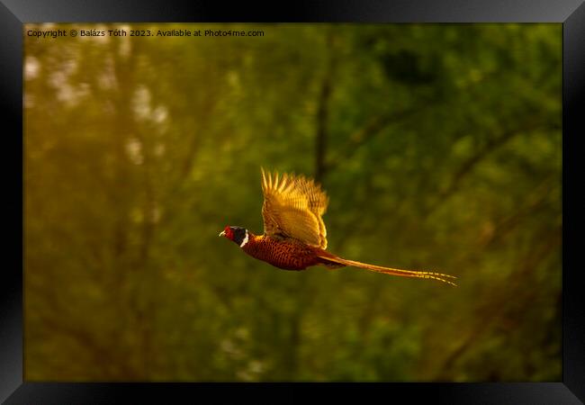 Flying pheasant in the sunlight Framed Print by Balázs Tóth