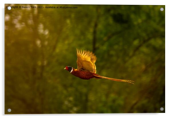 Flying pheasant in the sunlight Acrylic by Balázs Tóth