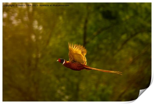Flying pheasant in the sunlight Print by Balázs Tóth