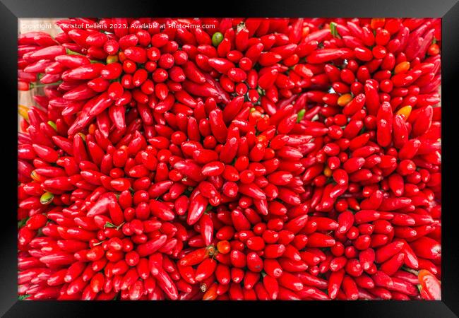 Bunches of red hot chilli peppers in close-up Framed Print by Kristof Bellens