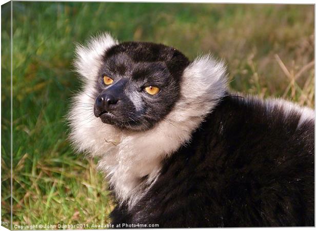 Black and White Ruffed Lemur Canvas Print by John Dunbar