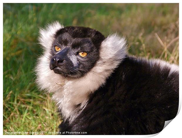 Black and White Ruffed Lemur Print by John Dunbar