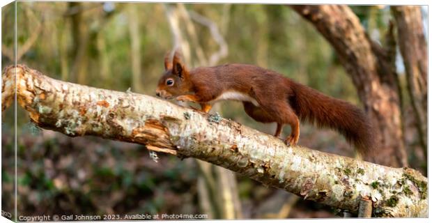 Red Squirrels juming around a feeder in the woods Canvas Print by Gail Johnson