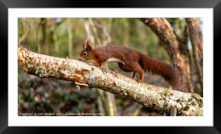 Red Squirrels juming around a feeder in the woods Framed Mounted Print by Gail Johnson