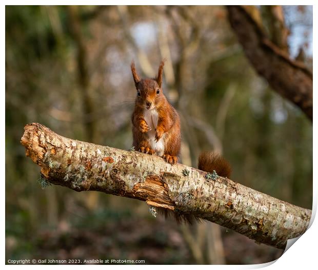 Red Squirrels juming around a feeder in the woods Print by Gail Johnson