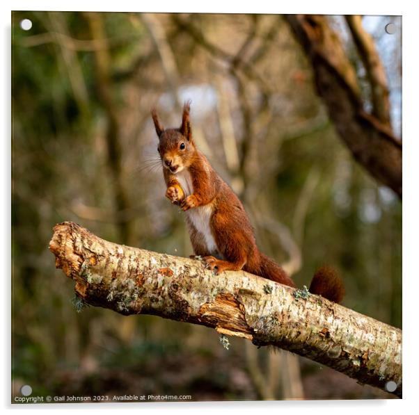 Red Squirrels juming around a feeder in the woods Acrylic by Gail Johnson