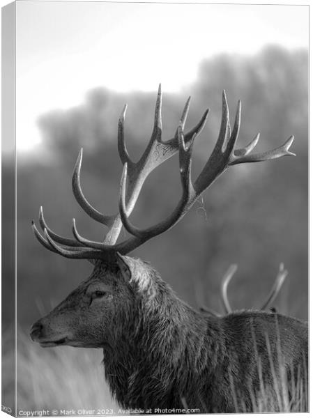 Richmond Stag Canvas Print by Mark Oliver