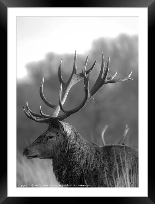 Richmond Stag Framed Mounted Print by Mark Oliver
