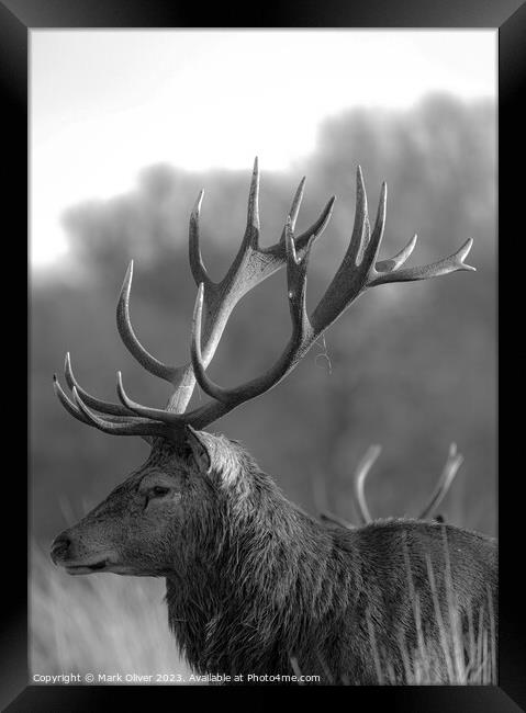 Richmond Stag Framed Print by Mark Oliver