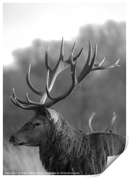 Richmond Stag Print by Mark Oliver