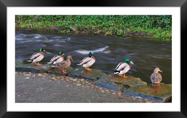 Waiting by the river Framed Mounted Print by Roy Hinchliffe