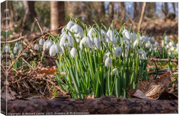 Woodland Snowdrops Canvas Print by Richard Laidler