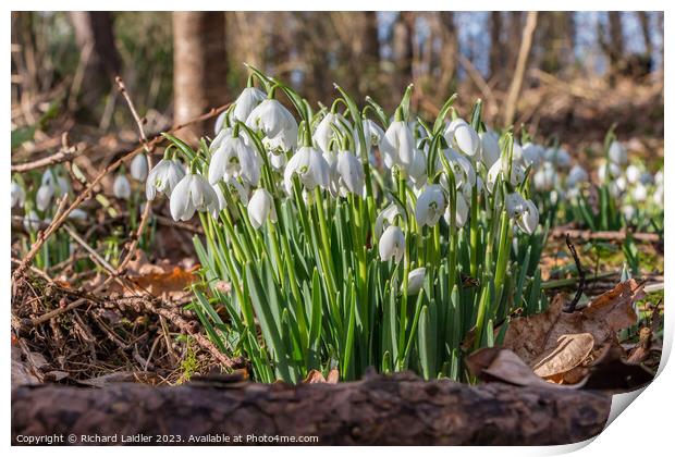 Woodland Snowdrops Print by Richard Laidler