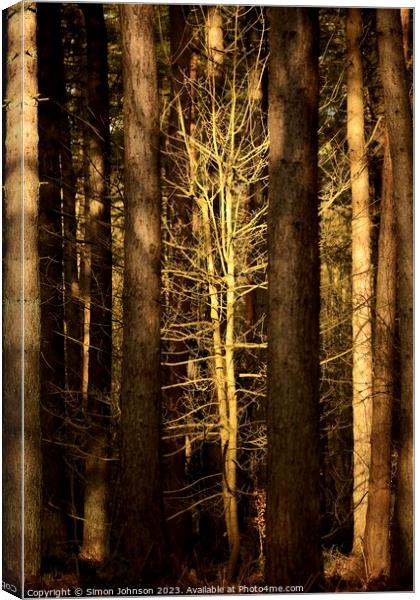 sunlit woodland Canvas Print by Simon Johnson