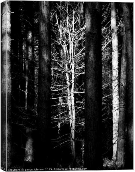 sunlit woodland Monochrome Canvas Print by Simon Johnson