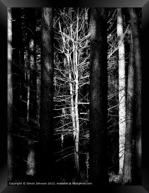 sunlit woodland Monochrome Framed Print by Simon Johnson