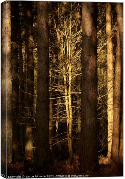 sunlit woodland Canvas Print by Simon Johnson