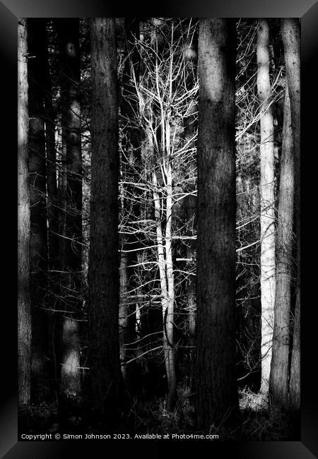 sunlit tree monochrome Framed Print by Simon Johnson